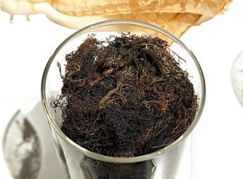 Treated Gracilaria(Imported)